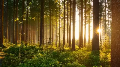 View over a forest in the fog