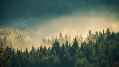 View over a forest in the fog