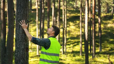 Forester inspects a tree