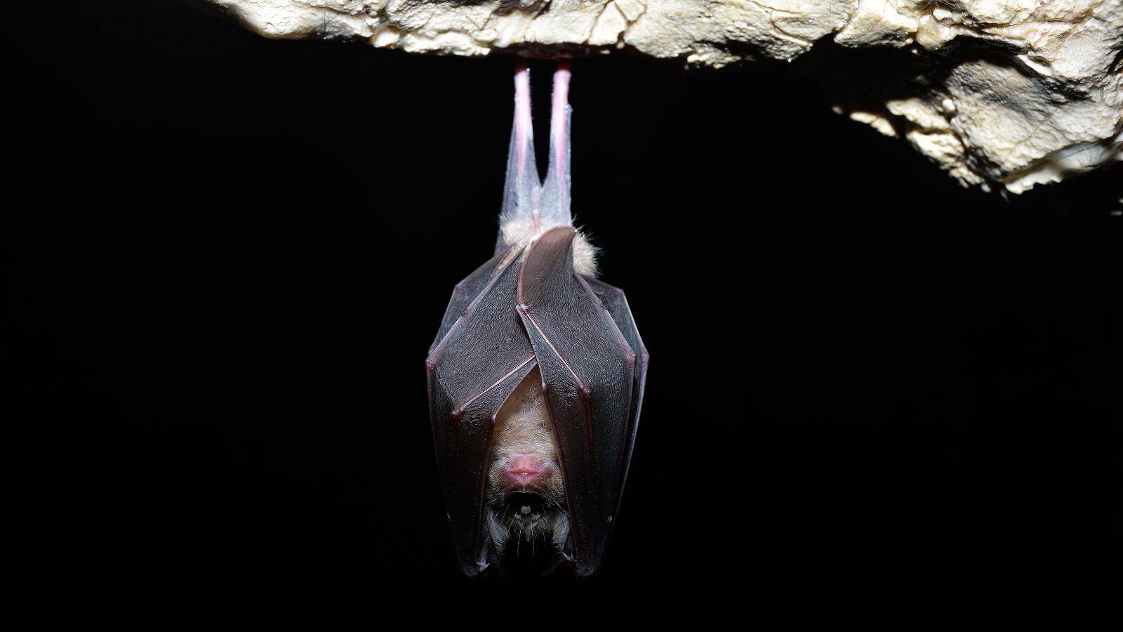 蝙蝠 野生动物 澳大利亚 - Pixabay上的免费照片 - Pixabay
